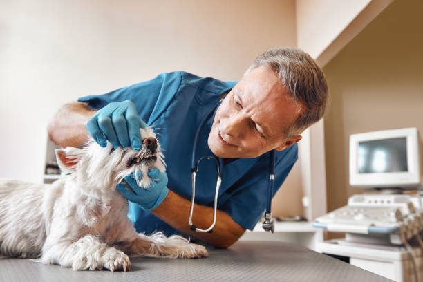 Best 24-Hour Emergency Dental Care in Pleasant Hill, CA